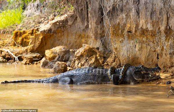 Pertarungan sengit ular anaconda vs. caiman yang berakhir seri.