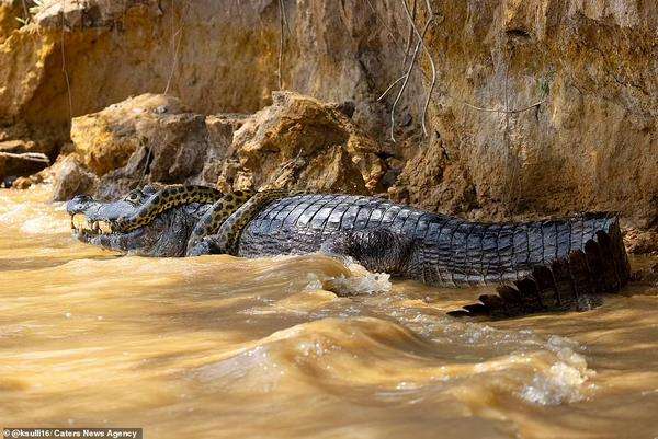 Pertarungan sengit ular anaconda vs. caiman yang berakhir seri.