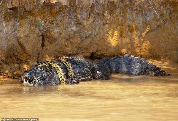 Pertarungan sengit ular anaconda vs. caiman yang berakhir seri.