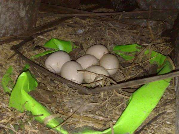 Pembantu santet majikan pakai telur merpati.