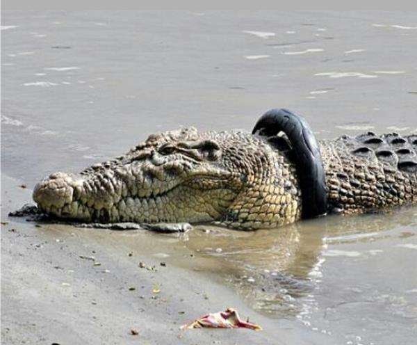 Viral buaya berkalung ban di Palu, Sulawesi Tengah.