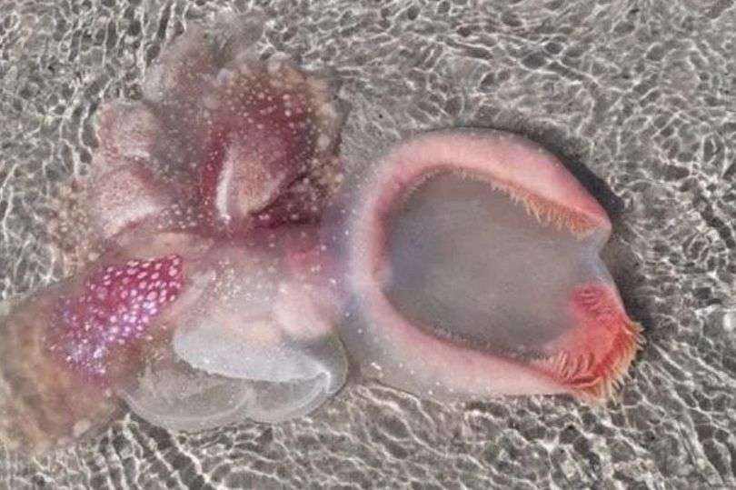 Makhluk Misterius