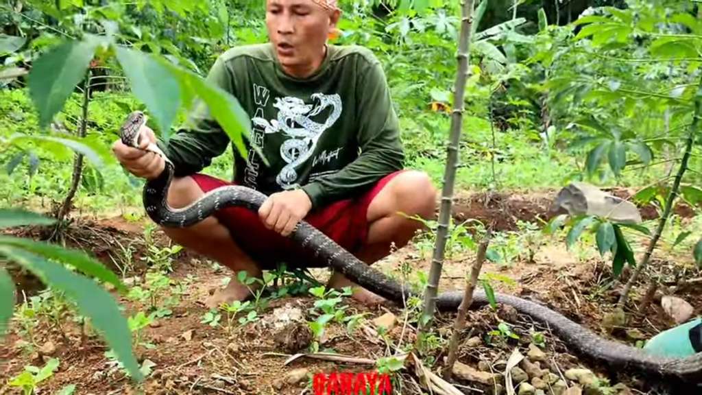 King cobra