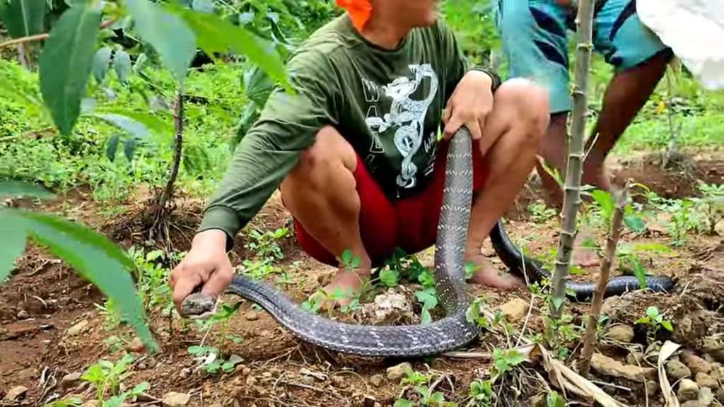 King cobra