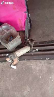 Kucing Terjebak di Paralon