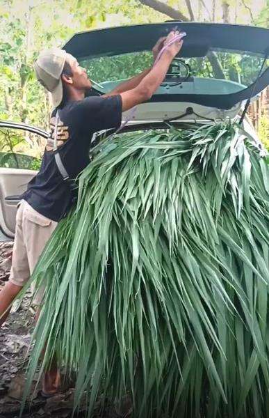 Tak mau capek, brio satya dipakai cari rumput.