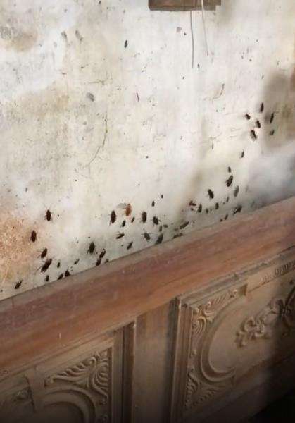 Viral video basmi ratusan kecoak ini bikin merinding.
