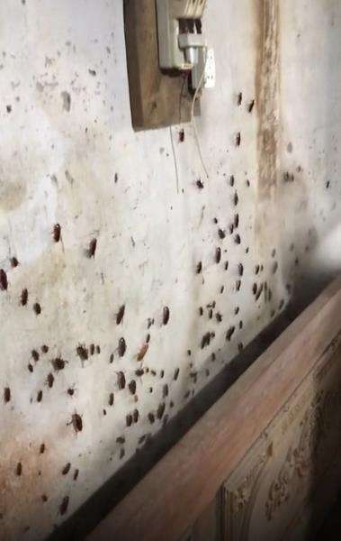 Viral video basmi ratusan kecoak ini bikin merinding.