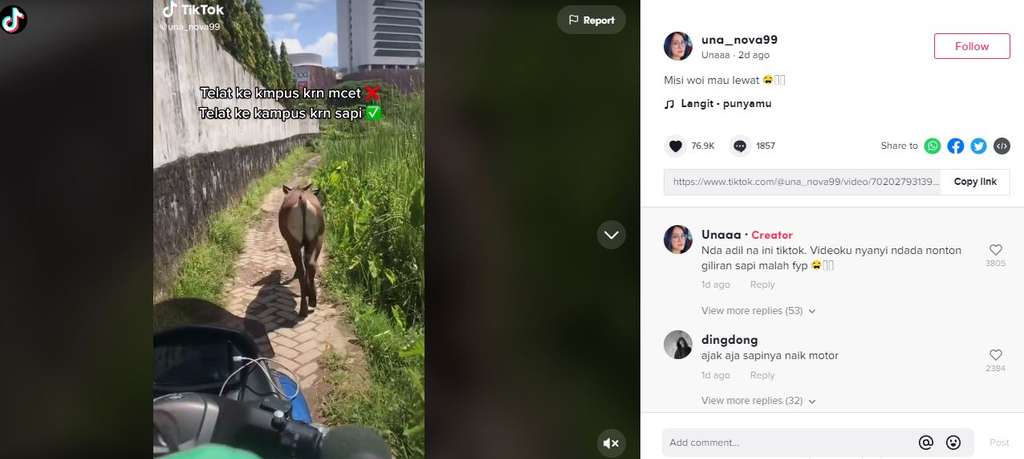 Terlambat karena sapi. Terlambat karena sapi.