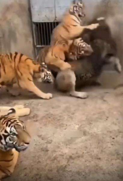 Awalnya singa jadi bulan-bulanan di kandang harimau.