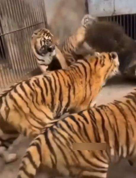 Singa berusaha mempertahankan diri dari sekelompok harimau.