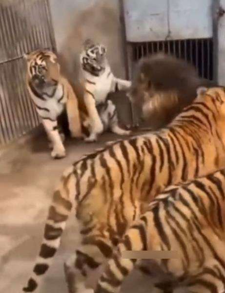 Sekali singa mengaum, para harimau auto diam.