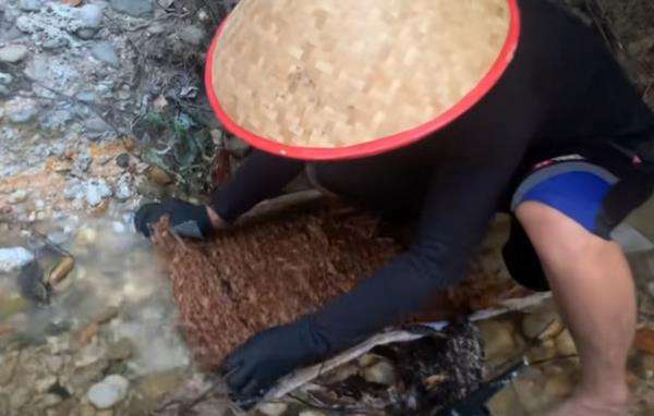Viral, mendulang di pinggir sungai temukan emas banyak.