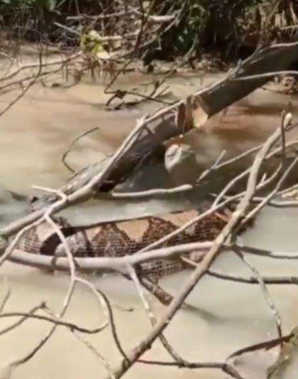 Heboh penemuan ular piton raksasa di Kalimantan Timur.