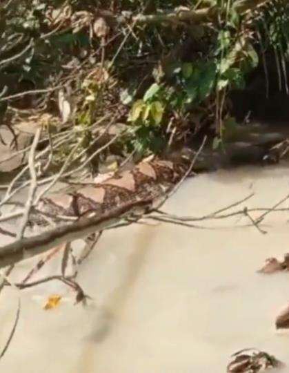 Heboh penemuan ular piton raksasa di Kalimantan Timur.