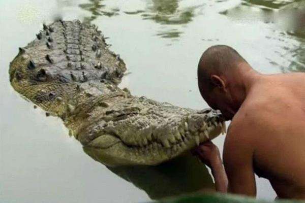 Heboh buaya rawa makan nasi selama 70 tahun tinggal di kuil.