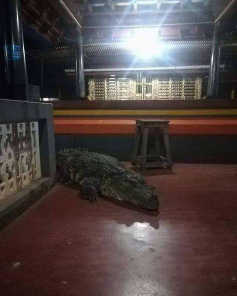 Heboh buaya rawa makan nasi selama 70 tahun tinggal di kuil.