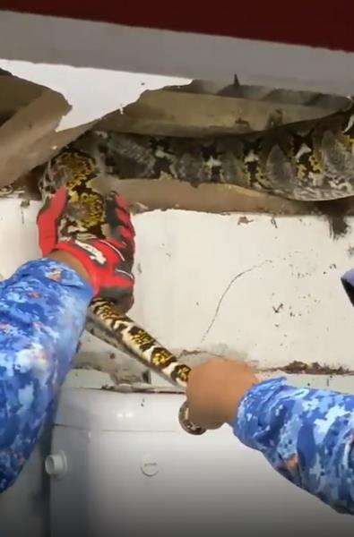 Petugas harus menjebol plafon untuk mengeluarkan ular piton raksasa.