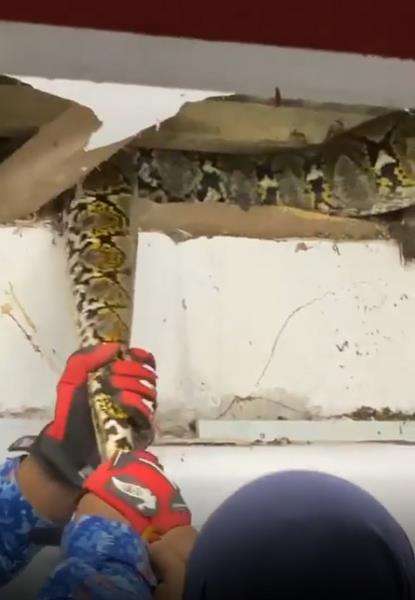 Petugas menarik keluar ular piton dari dalam plafon.