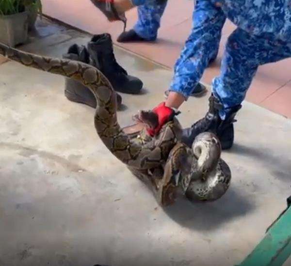 Petugas kewalahan menguraikan gulungan ular piton raksasa.