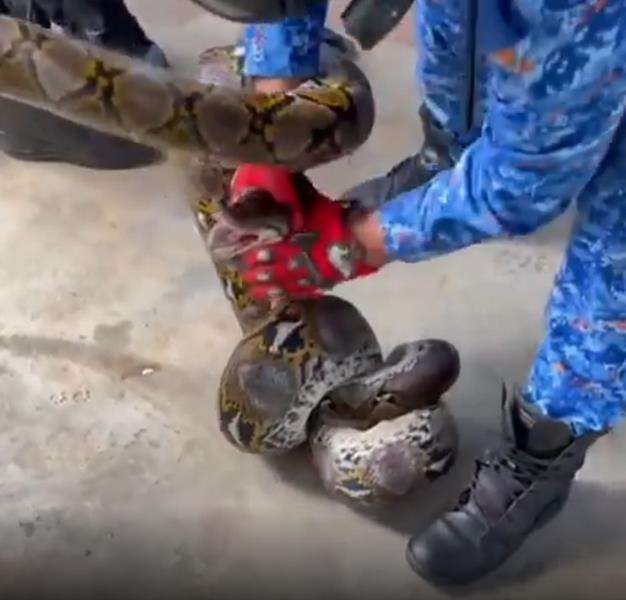 Tidak diketahui bagaimana ular piton bisa masuk rumahnya.