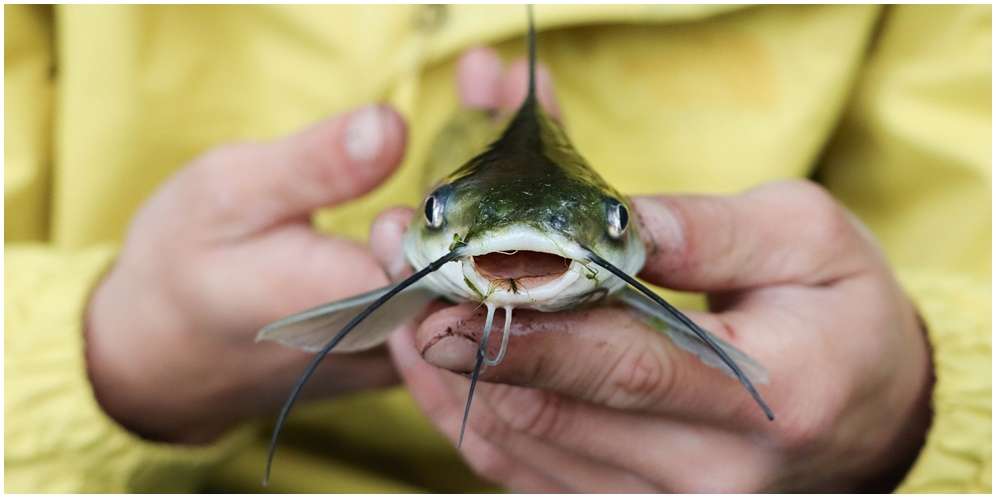 Arti Mimpi Ikan Lele