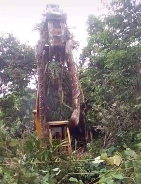 Viral penemuan ular raksasa sebesar pohon kelapa di pedalaman hutan Dominika.