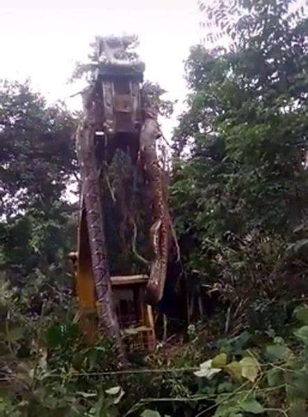 Meski diangkat tinggi-tinggi, ular raksasa ini masih menjuntai ke tanah.