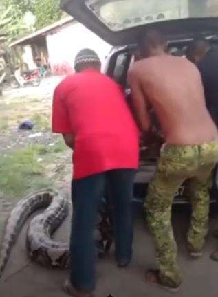 Ular diduga dari jenis boa dimasukkan ke dalam mobil.