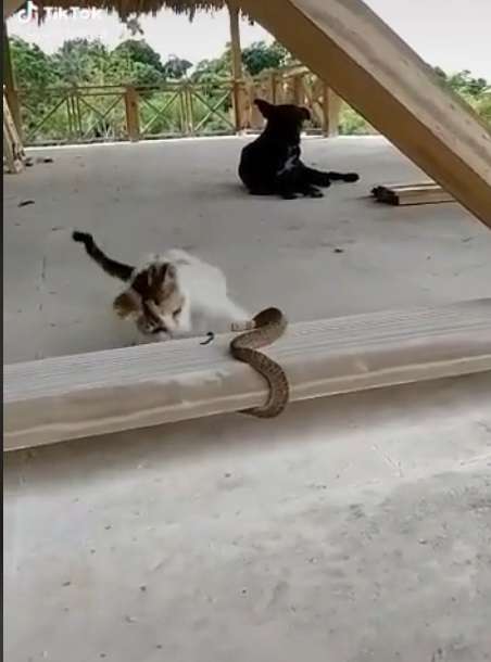 Video Viral