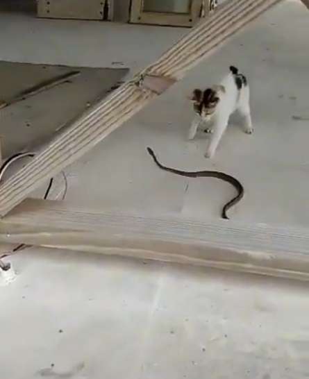Video Viral