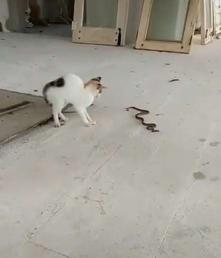 Video Viral