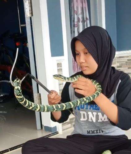 Bintang juga punya peliharaan ular Pit Viper Wagler yang terkenal sangat beracun.