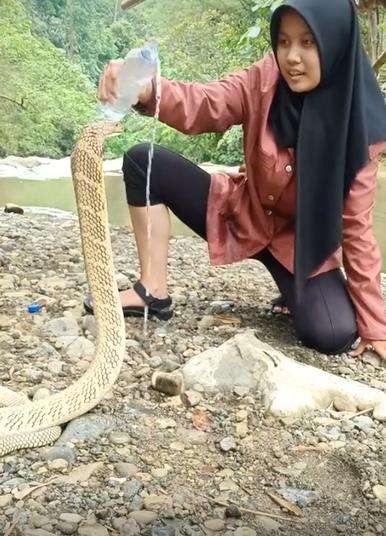 Gadis Ciamis kasih minum king kobra kaya dengan kucingnya.