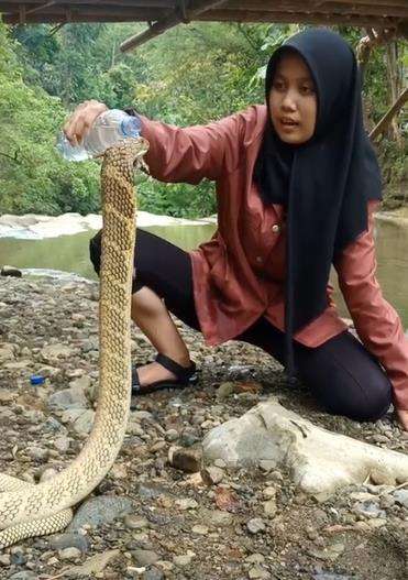 Gadis Ciamis kasih minum king kobra kayak dengan kucingnya.