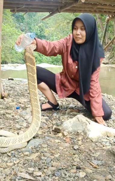 Gadis Ciamis kasih minum king kobra kayak dengan kucingnya.