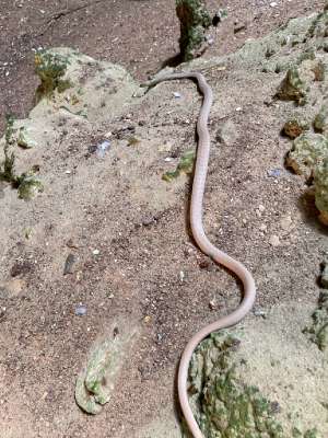 Ular tanpa warna