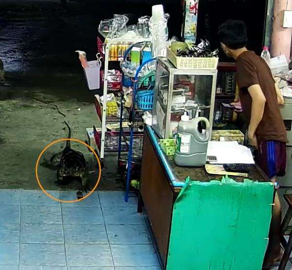 Kelaparan, biawak sebesar komodo masuk toko dan panjat rak cari makanan.