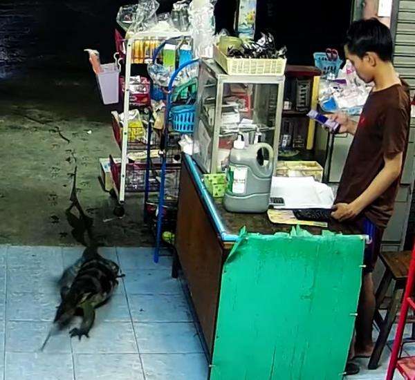 Kelaparan, biawak sebesar komodo masuk toko dan panjat rak cari makanan.