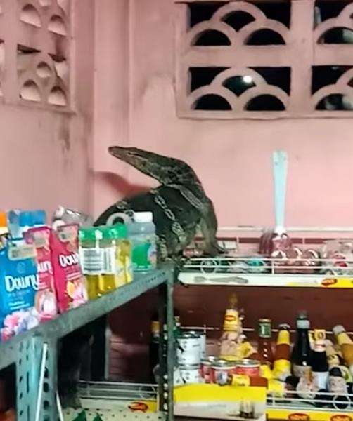 Kelaparan, biawak sebesar komodo masuk toko dan panjat rak cari makanan.