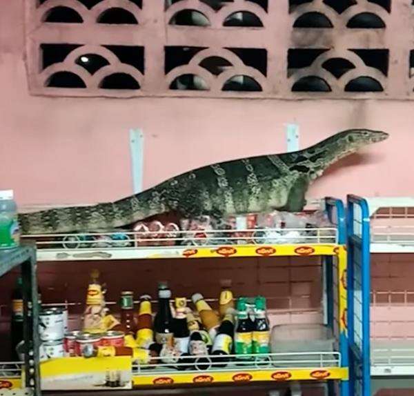 Kelaparan, biawak sebesar komodo masuk toko dan panjat rak cari makanan.