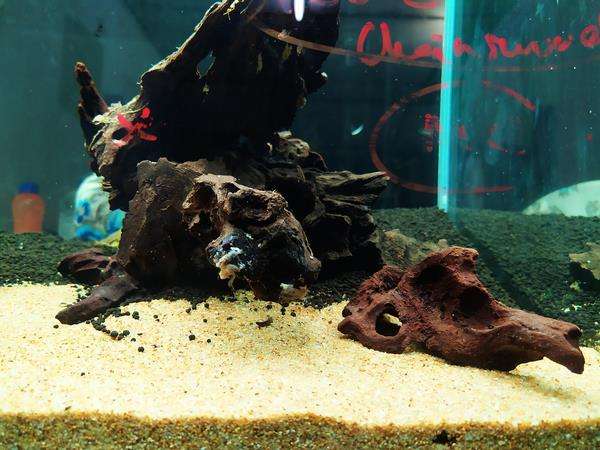 Gara-gara driftwood, pria ini alami kejadian aneh.