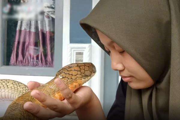 Gadis berjilbab peluk dan cium king kobra kayak sama kucingnya