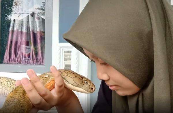 Gadis berjilbab peluk dan cium king kobra kayak sama kucingnya