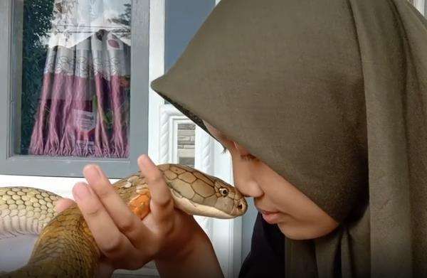 Gadis berjilbab peluk dan cium king kobra kayak sama kucingnya