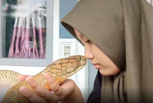 Gadis berjilbab peluk dan cium king kobra kayak sama kucingnya
