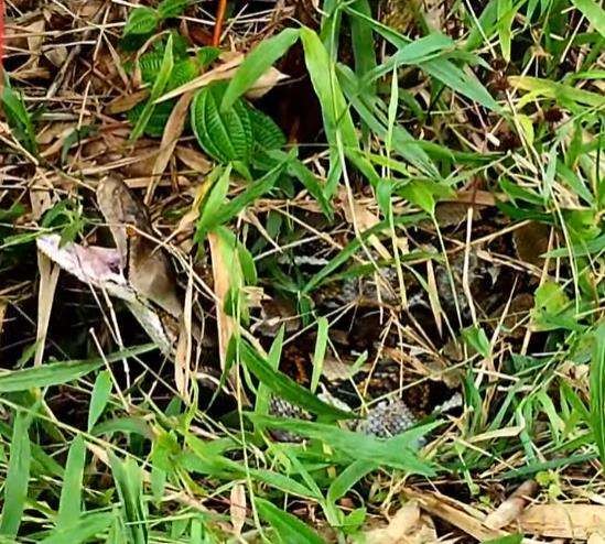 Temukan ular piton sebesar Dewi Piton milik Panji Petualang.