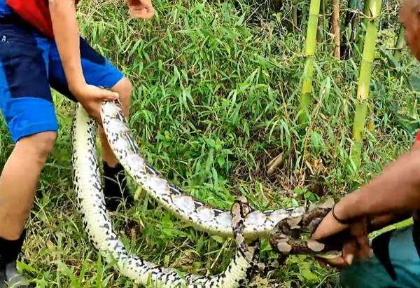 Temukan ular piton sebesar Dewi Piton milik Panji Petualang.