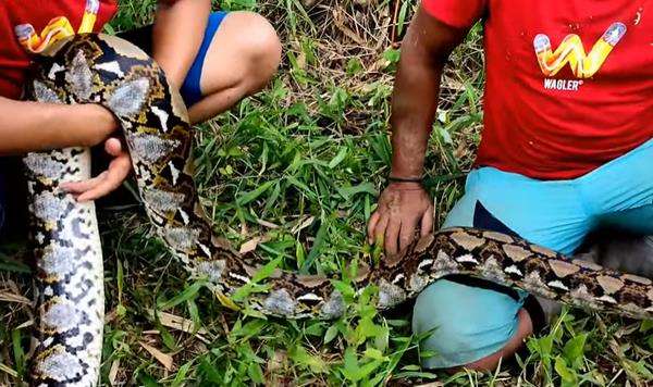 Temukan ular piton sebesar Dewi Piton milik Panji Petualang.