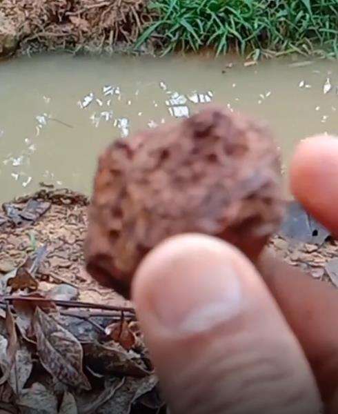 Parit sempit di tepi rawa ternyata mengandung bahaya tak terduga.